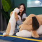 Giant Plush Puppy – Soft & Cuddly!